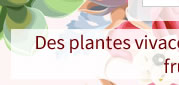 Des plantes vivaces, des bulbes à fleurs,...