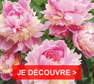 Des dizaines de collections de plantes vivaces pour votre jardin