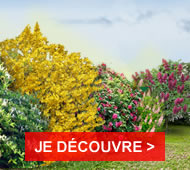 Des arbustes fleuris à planter en haie ou en pot