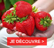 Des fruits plus délicieux les uns que les autres pour ravir les gourmands