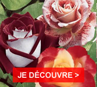 Des rosiers, pièces maitresses de votre jardin