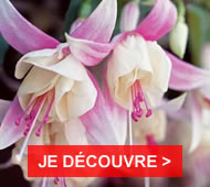 Des terrasses et balcons riches en couleurs