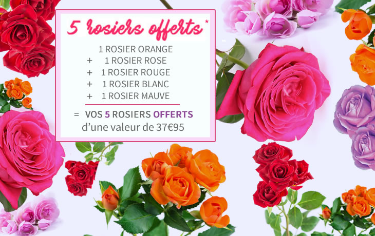 Vos 5 rosiers offerts : rose + rouge + blanc + mauve + blanc