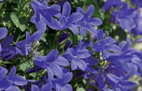 de magnifiques plantes vivaces qui repoussent chaque année