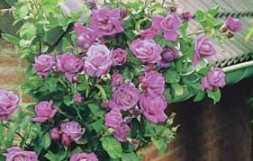 des rosiers enchanteurs