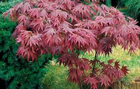 des arbustes majestueux