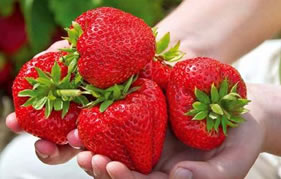 des fruitiers savoureux