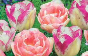 des bulbes à fleurs pour plus de couleurs