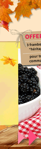 votre mûrier vous attend