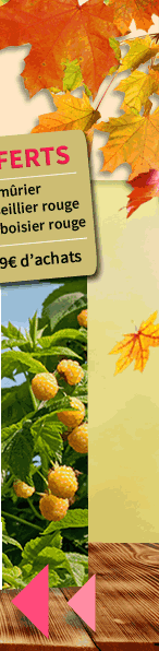 votre framboisier jaune vous attend