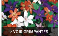 Plantes grimpantes